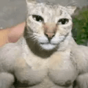 SCAT