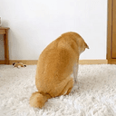 DIP