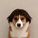 Elvis