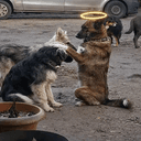 Dogfather