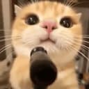 CATGUN
