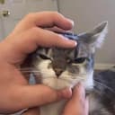 MEOW