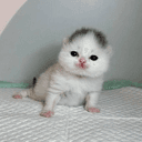 kittpidd