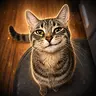 SMIRKCAT