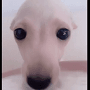 BOB