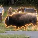 BISON