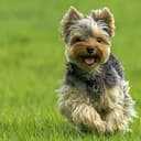 YORKIE