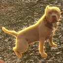 HUGO