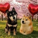 shiba doge
