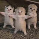 Kittens
