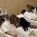 MASSAGECATS