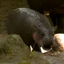 BREADROLL