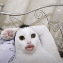 UGLYCAT