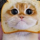 $TOAST