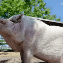 ath 800k