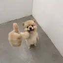 okdog