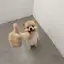 okdog