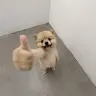 okdog