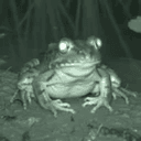 frong