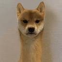 dogstech