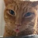 Cheddar