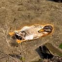 CHILLDUCK