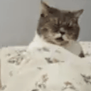 gooncat
