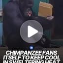 CHIMPANZEE⁠