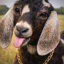 GOAT