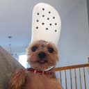 crocodog