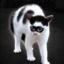 catman