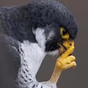 HAWKAVELI