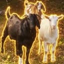 Goats