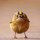 ANGRYBIRD