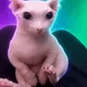 Bingus