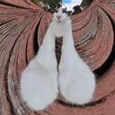 WIDECAT