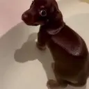 fartdog