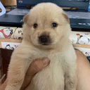 Snoopy