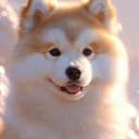 DOGI