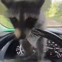 DASHPANDA