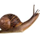 snail