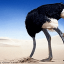 OSTRICH