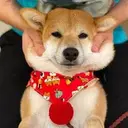 豆花