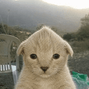 Catchua
