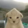 Catchua
