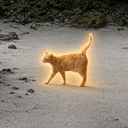 Oyen