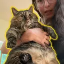 fatcat