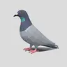 pigeon