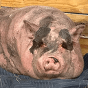 Waddles