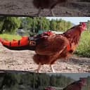 CHICKENSAUR